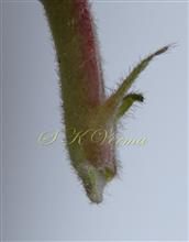  Stipules